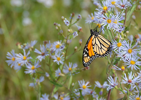 Butterfly on Flowers Representing a New Creation In Christ 