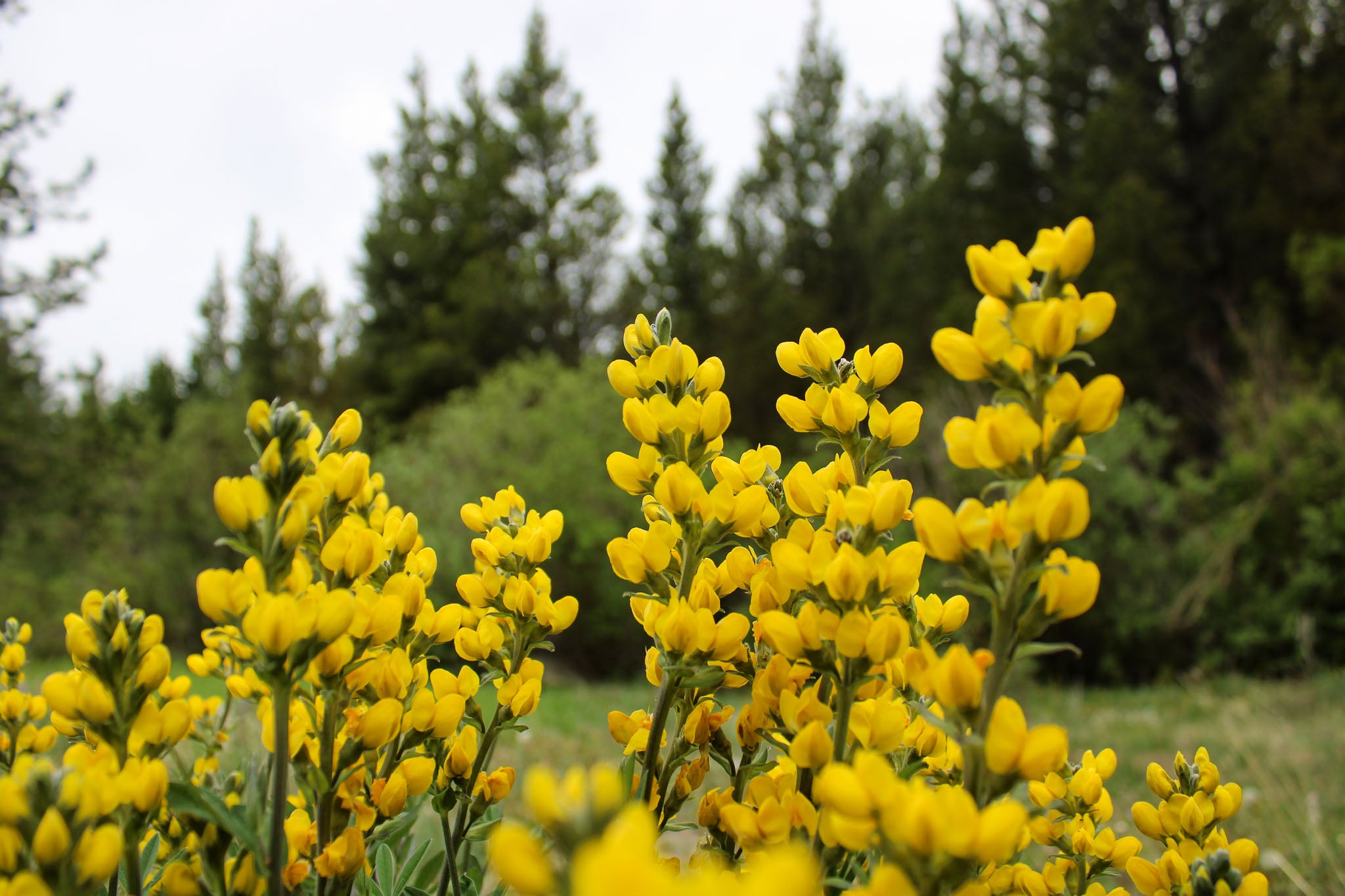 Yellow Wildflower in Mountain evergreen forest - Gaunella Pass Colorado - Christian Outdoor Brand